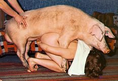 Свинью принудили к сексу, в результате чего он беспощадно оттрахал женщину
